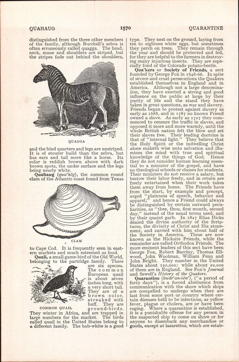 quagga (Equus quagga quagga); DISPLAY FULL IMAGE.