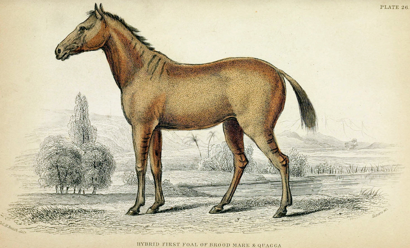 quagga (Equus quagga quagga); DISPLAY FULL IMAGE.