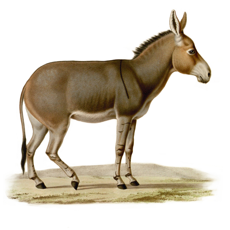 Somali wild ass (Equus africanus somaliensis); DISPLAY FULL IMAGE.