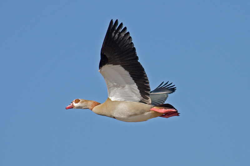 Egyptian goose (Alopochen aegyptiaca); DISPLAY FULL IMAGE.