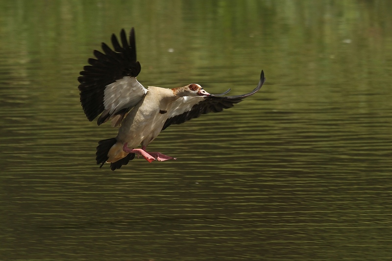 Egyptian goose (Alopochen aegyptiaca); DISPLAY FULL IMAGE.