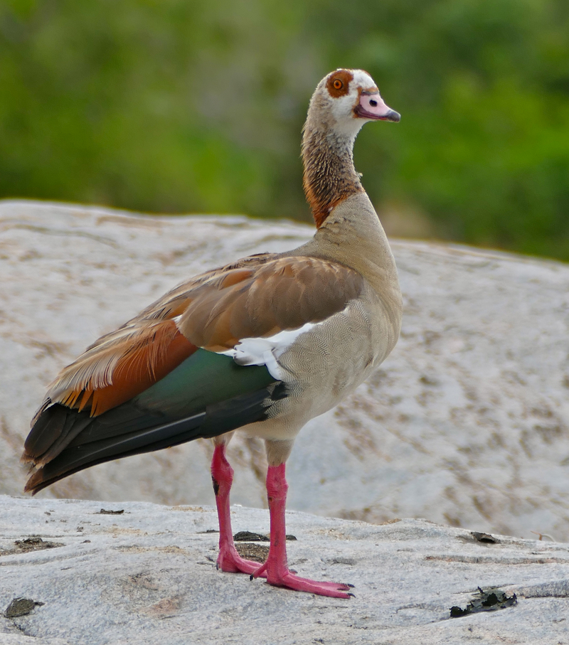 Egyptian goose (Alopochen aegyptiaca); DISPLAY FULL IMAGE.