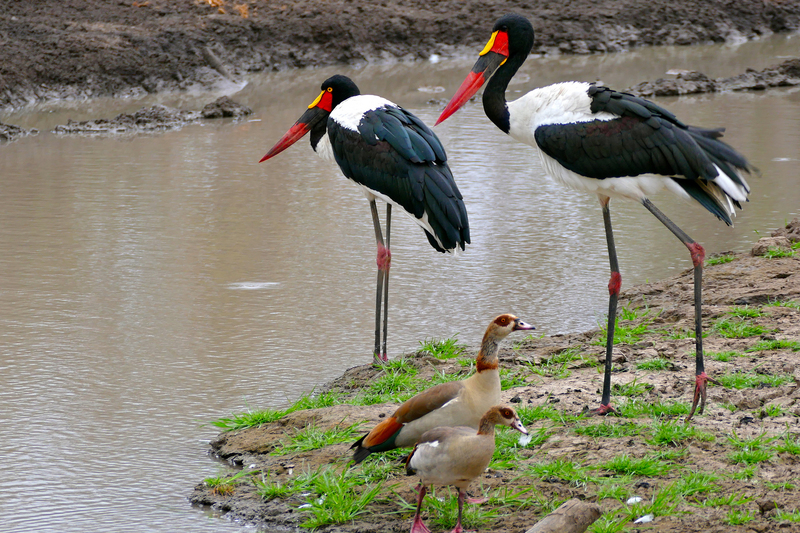 saddle-billed stork (Ephippiorhynchus senegalensis), Egyptian goose (Alopochen aegyptiaca); DISPLAY FULL IMAGE.