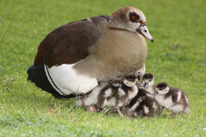 Egyptian goose (Alopochen aegyptiaca); DISPLAY FULL IMAGE.