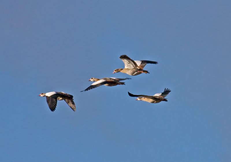 Egyptian goose (Alopochen aegyptiaca); DISPLAY FULL IMAGE.