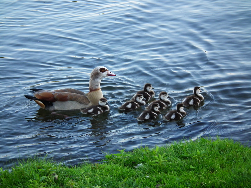 Egyptian goose (Alopochen aegyptiaca); DISPLAY FULL IMAGE.