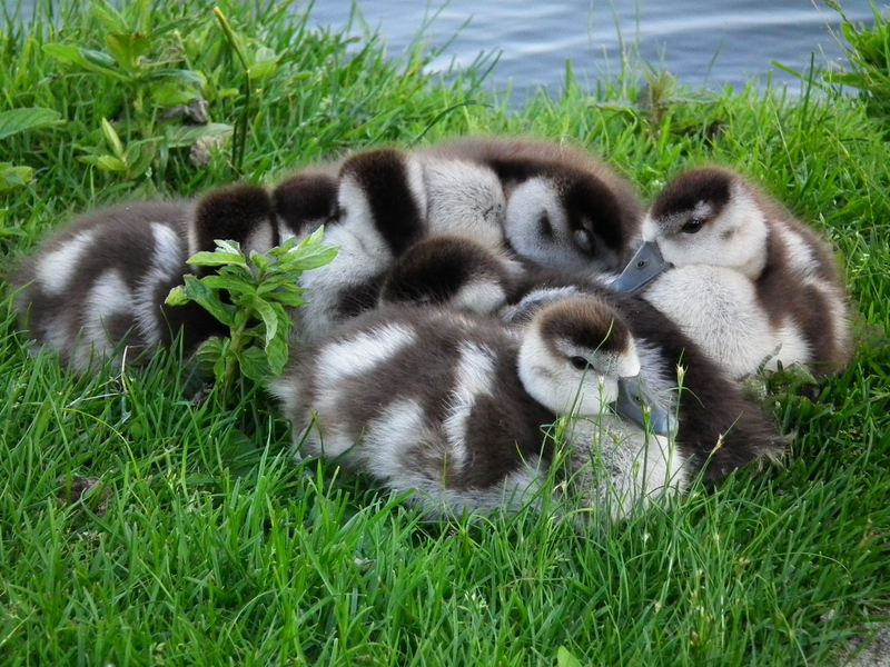 Egyptian goose (Alopochen aegyptiaca); DISPLAY FULL IMAGE.