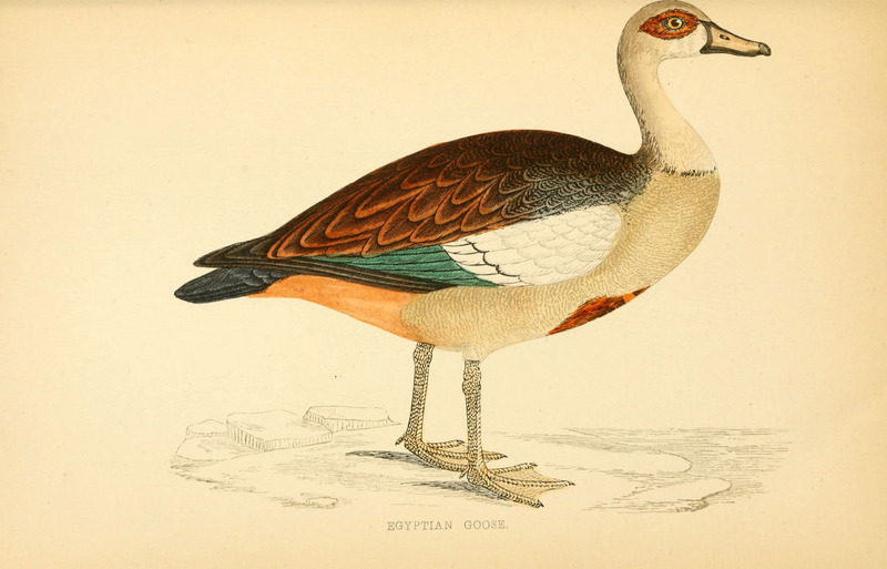 Egyptian goose (Alopochen aegyptiaca); DISPLAY FULL IMAGE.
