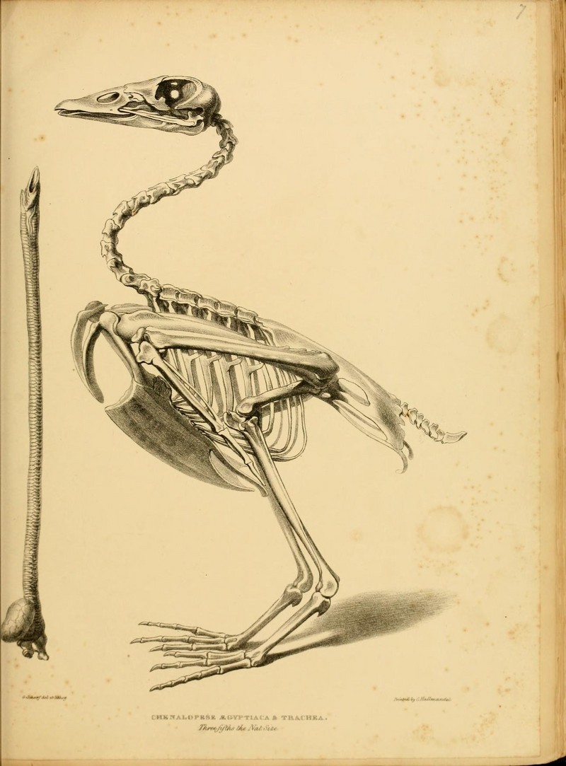 Egyptian goose (Alopochen aegyptiaca); DISPLAY FULL IMAGE.