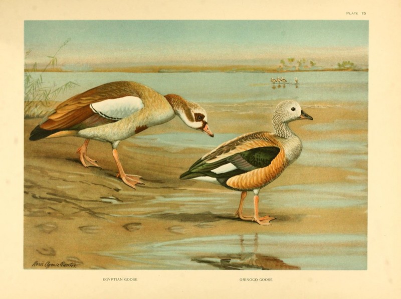 Egyptian goose (Alopochen aegyptiaca), Orinoco goose (Neochen jubata); DISPLAY FULL IMAGE.