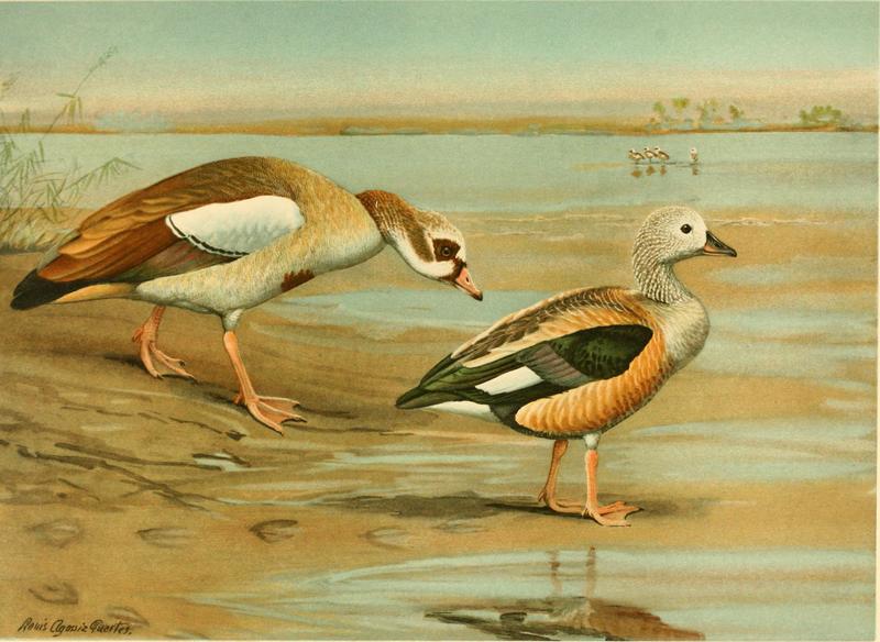 Egyptian goose (Alopochen aegyptiaca), Orinoco goose (Neochen jubata); DISPLAY FULL IMAGE.