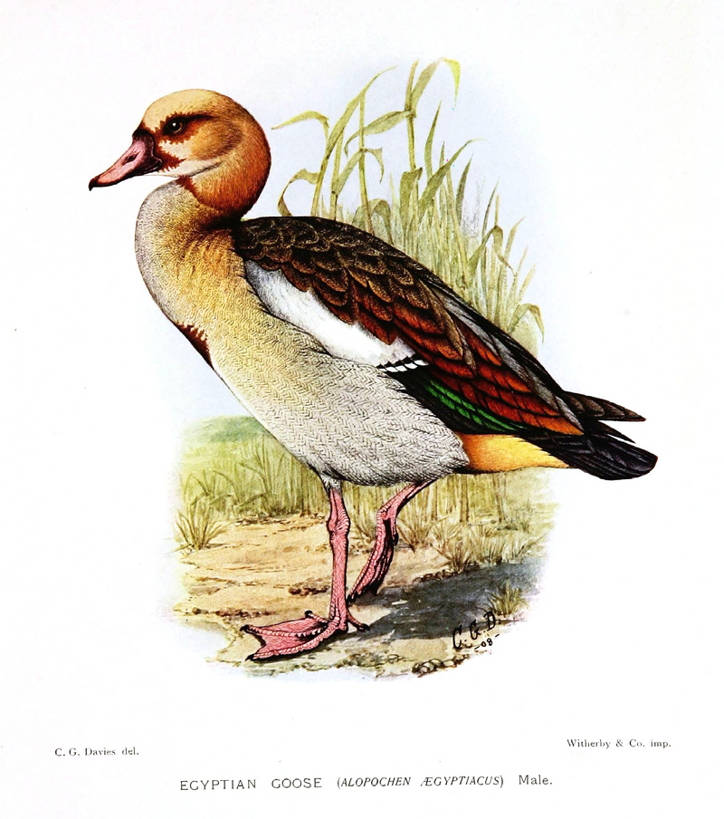 Egyptian goose (Alopochen aegyptiaca); DISPLAY FULL IMAGE.