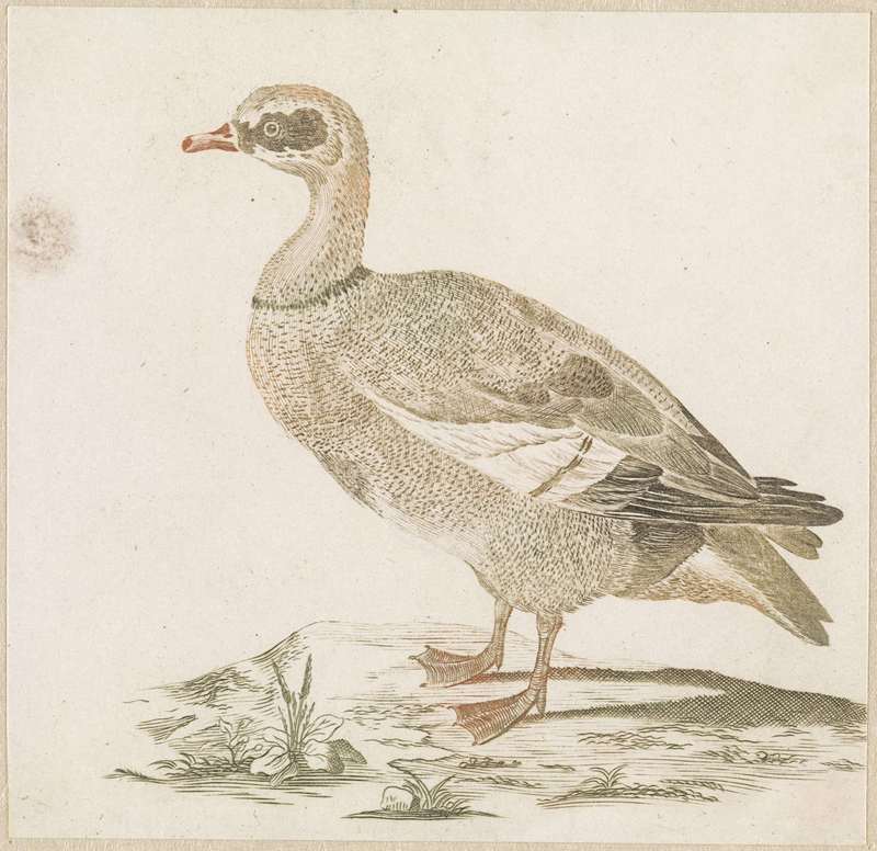 Egyptian goose (Alopochen aegyptiaca); DISPLAY FULL IMAGE.