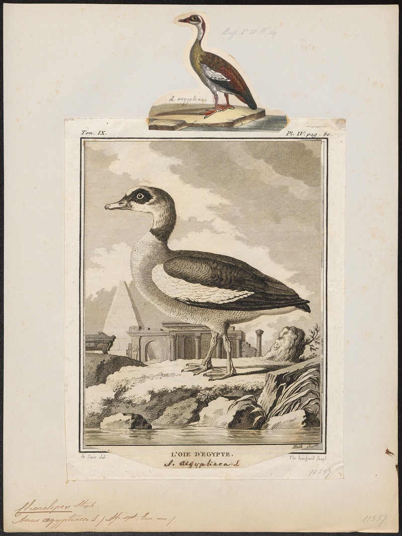Egyptian goose (Alopochen aegyptiaca); DISPLAY FULL IMAGE.