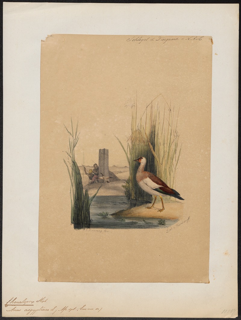 Egyptian goose (Alopochen aegyptiaca); DISPLAY FULL IMAGE.