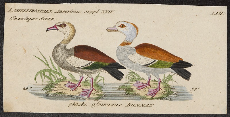 Egyptian goose (Alopochen aegyptiaca); DISPLAY FULL IMAGE.