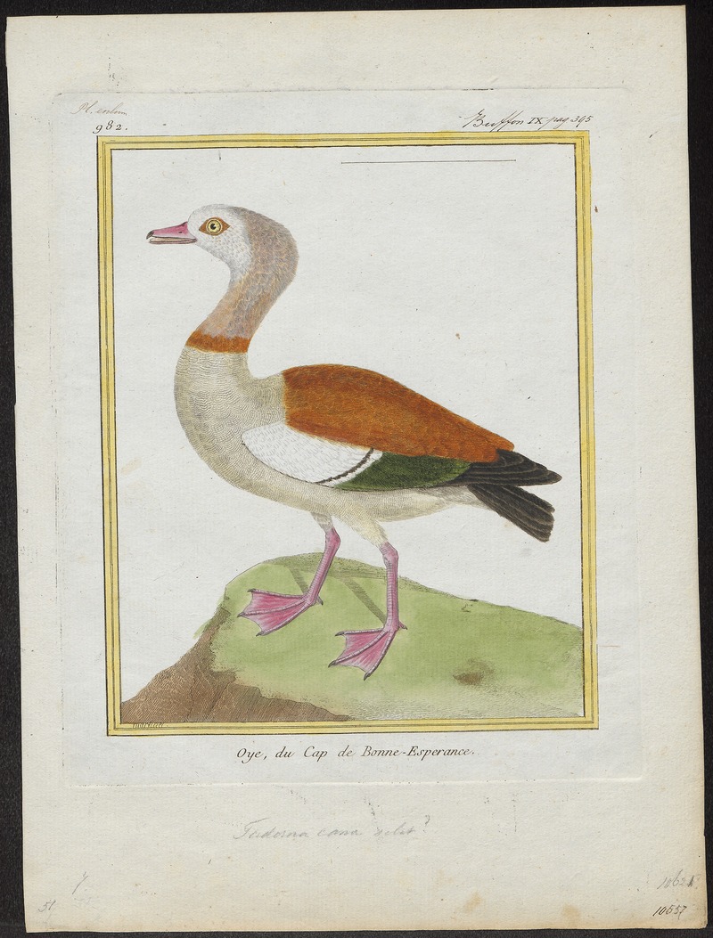 Egyptian goose (Alopochen aegyptiaca); DISPLAY FULL IMAGE.