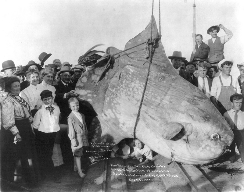 ocean sunfish, common mola (Mola mola); DISPLAY FULL IMAGE.