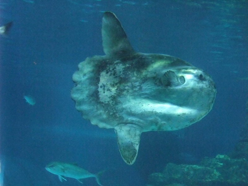 ocean sunfish, common mola (Mola mola); DISPLAY FULL IMAGE.