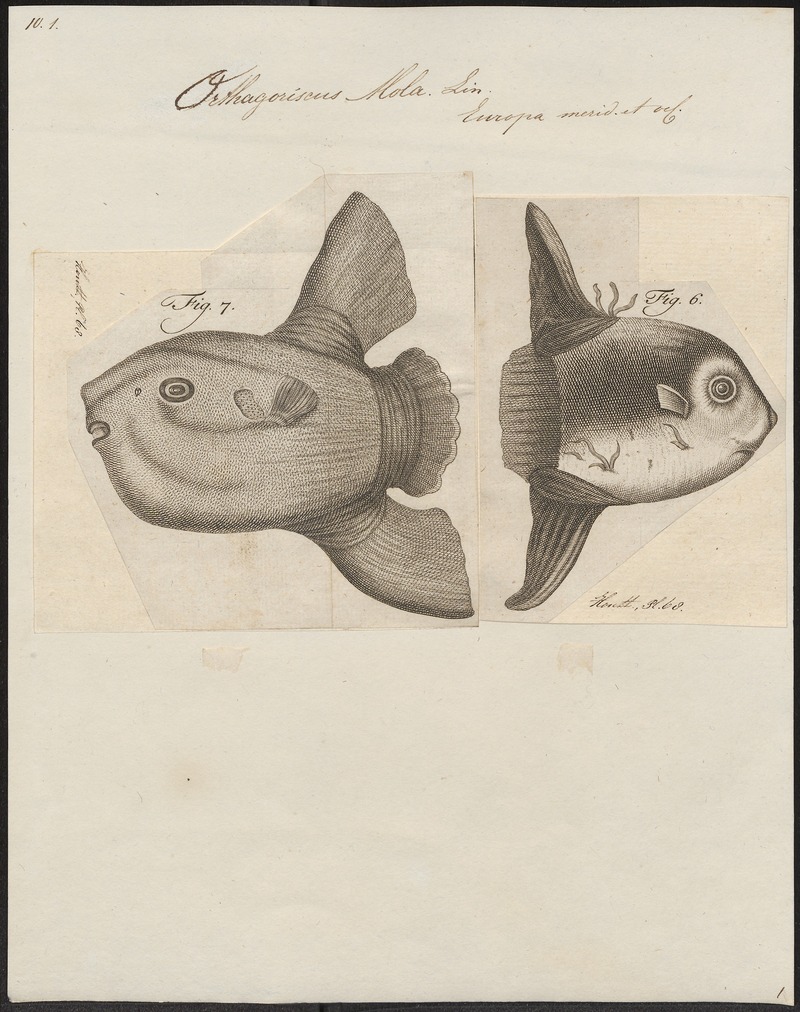ocean sunfish, common mola (Mola mola); DISPLAY FULL IMAGE.