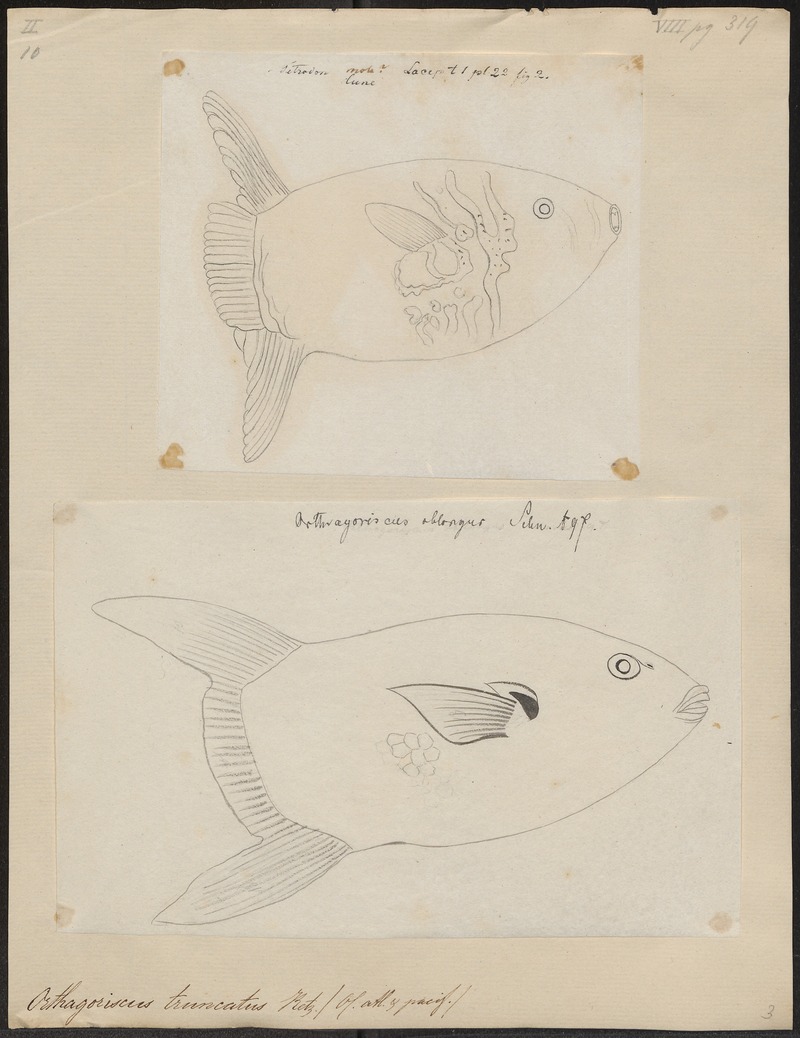 ocean sunfish, common mola (Mola mola); DISPLAY FULL IMAGE.