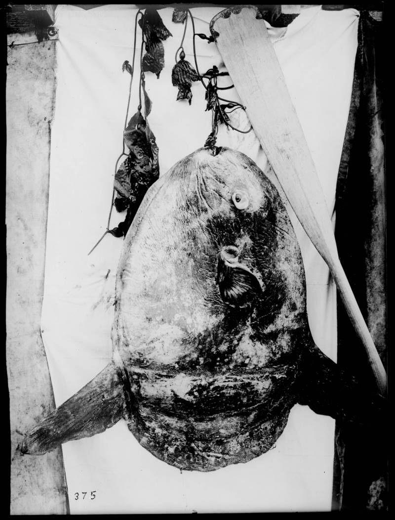 ocean sunfish, common mola (Mola mola); DISPLAY FULL IMAGE.