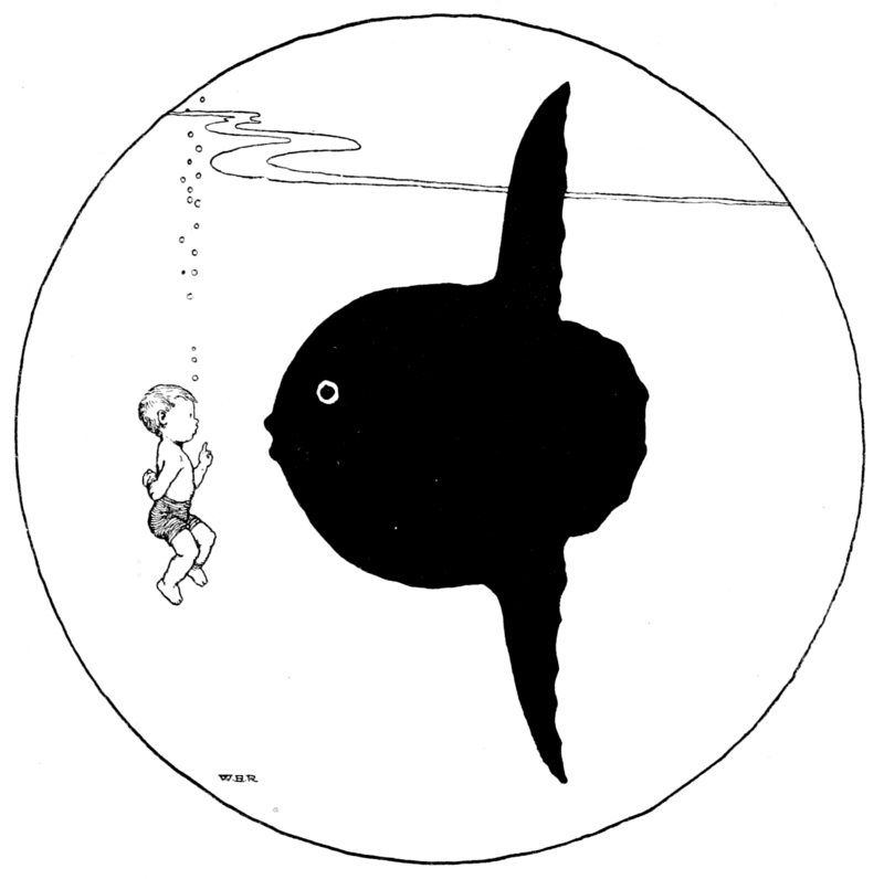 ocean sunfish, common mola (Mola mola); DISPLAY FULL IMAGE.