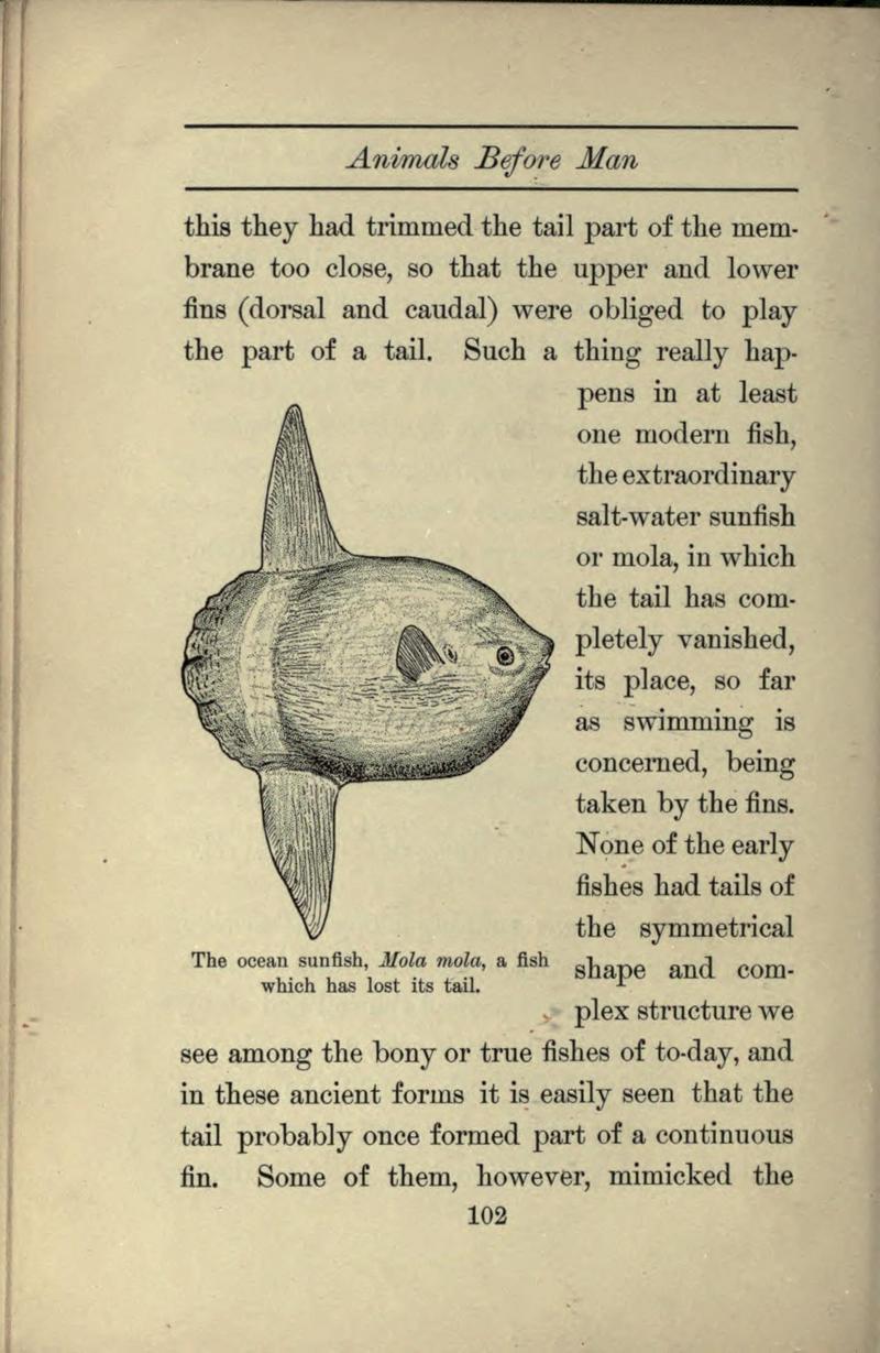 ocean sunfish, common mola (Mola mola); DISPLAY FULL IMAGE.