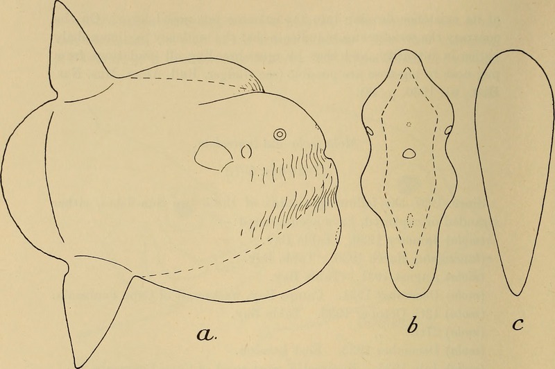 ocean sunfish, common mola (Mola mola); DISPLAY FULL IMAGE.