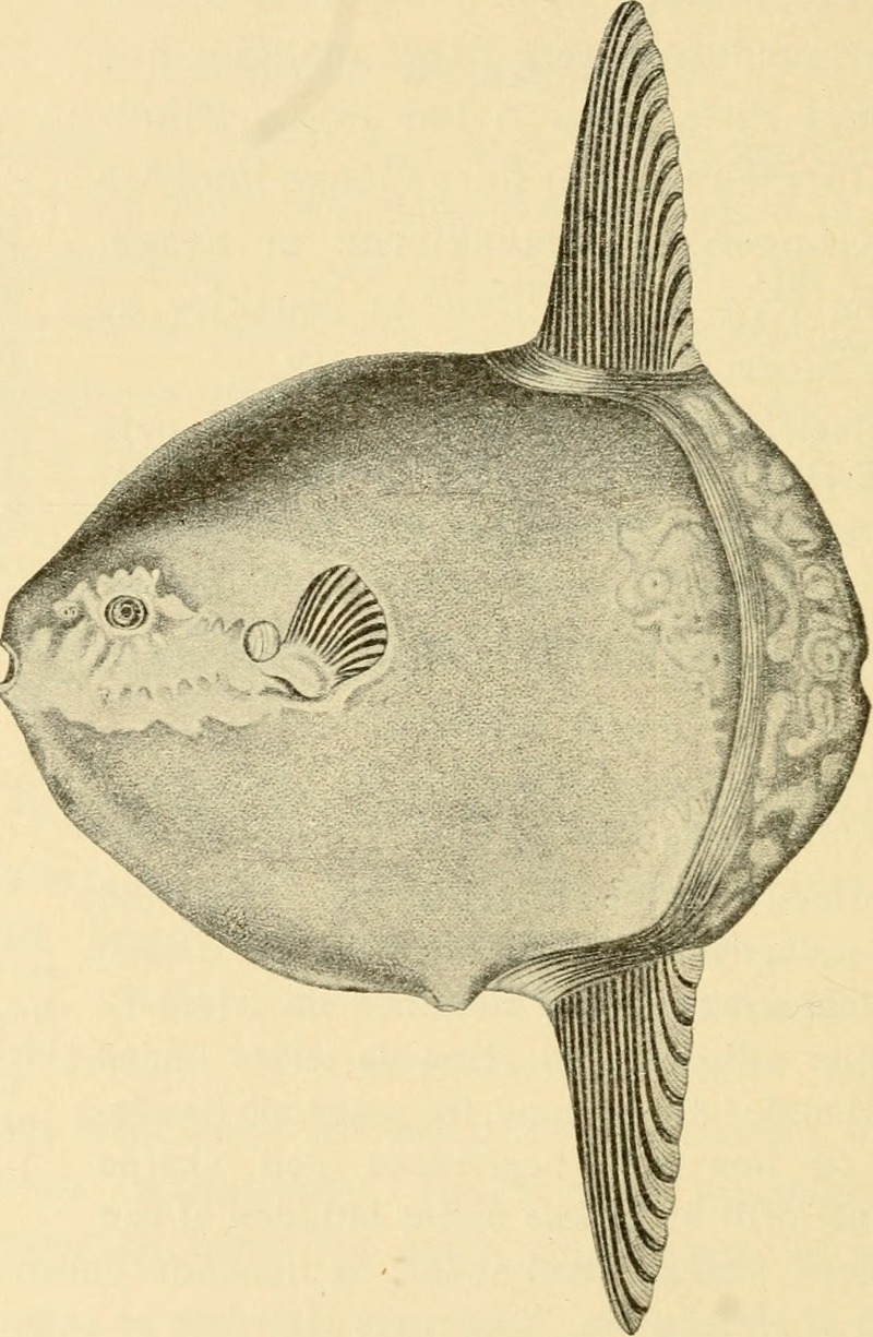 ocean sunfish, common mola (Mola mola); DISPLAY FULL IMAGE.
