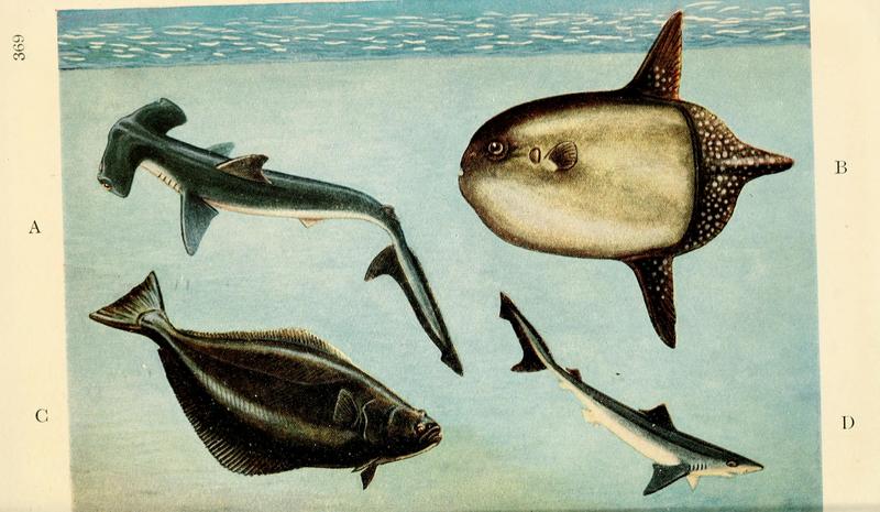 smooth hammerhead (Sphyrna zygaena), sharptail mola (Masturus lanceolatus), Atlantic halibut (Hippoglossus hippoglossus), school shark (Galeorhinus galeus); DISPLAY FULL IMAGE.