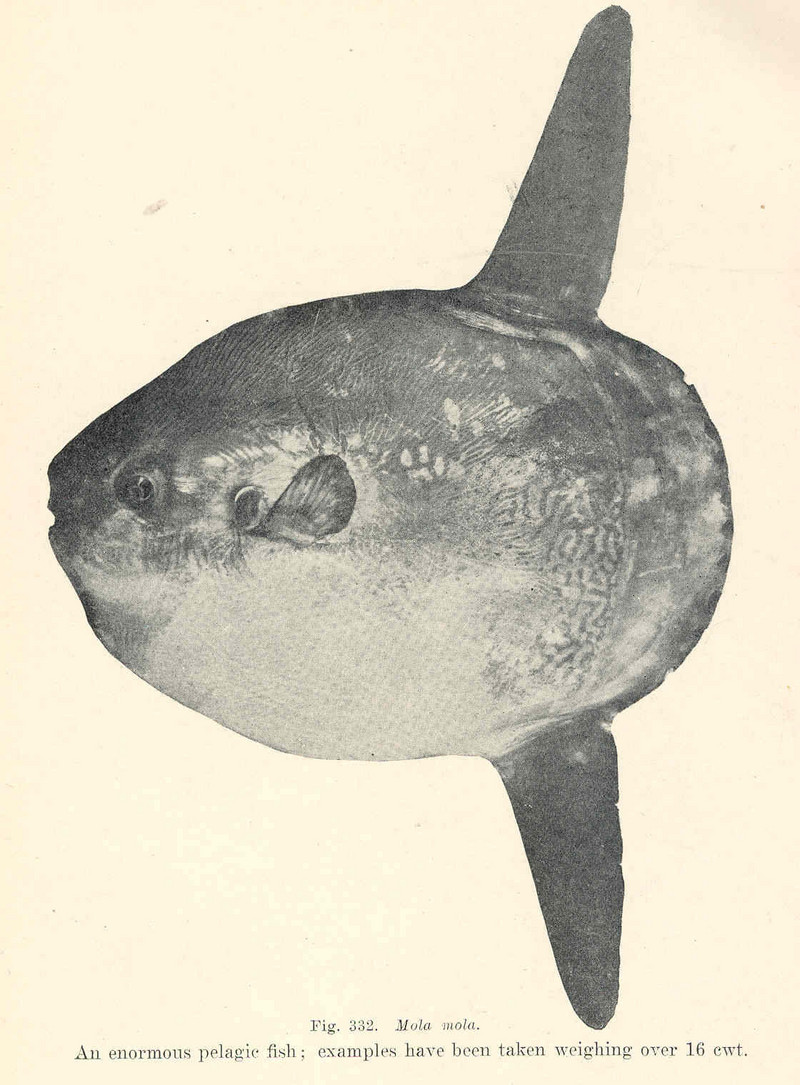 ocean sunfish, common mola (Mola mola); DISPLAY FULL IMAGE.