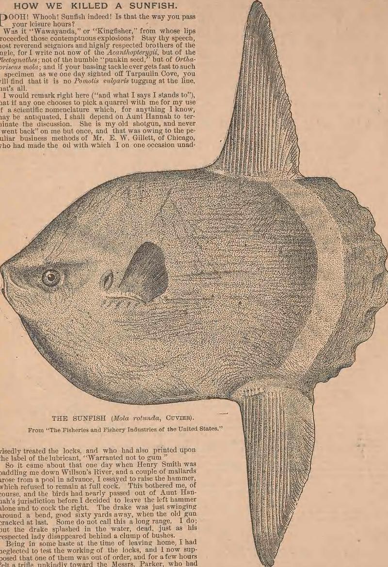 ocean sunfish, common mola (Mola mola); DISPLAY FULL IMAGE.