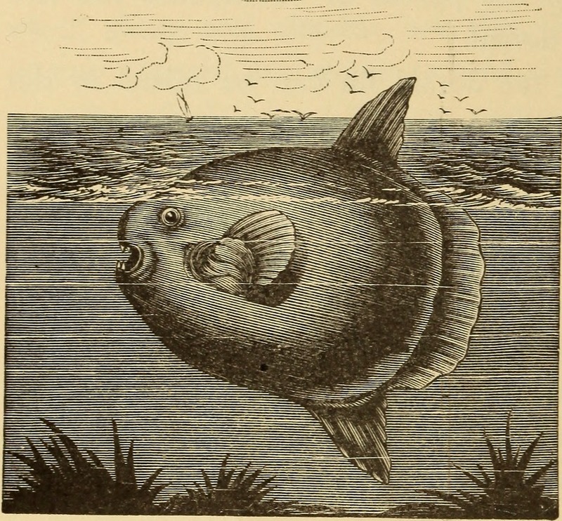 ocean sunfish, common mola (Mola mola); DISPLAY FULL IMAGE.