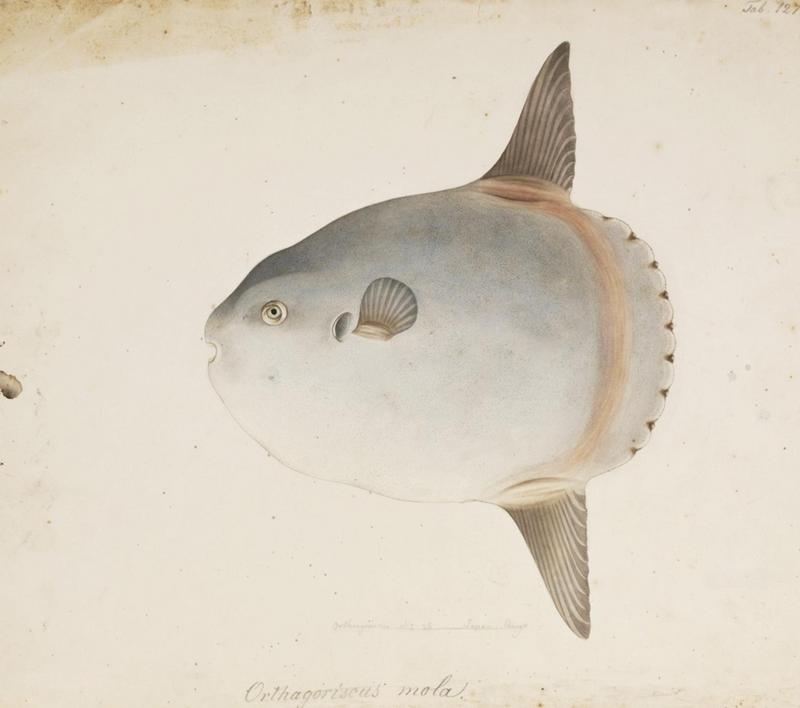 ocean sunfish, common mola (Mola mola); DISPLAY FULL IMAGE.