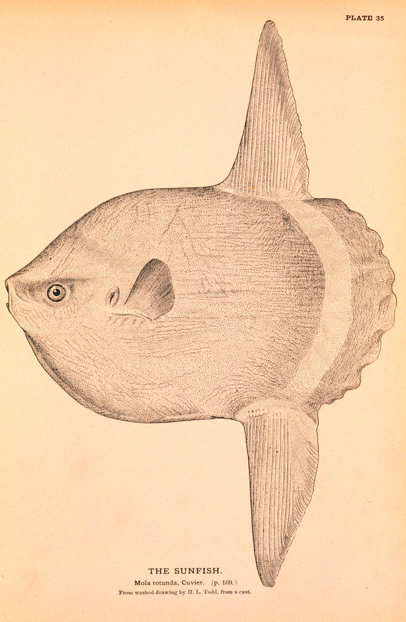 ocean sunfish, common mola (Mola mola); DISPLAY FULL IMAGE.