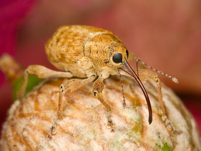 Curculio occidentis, the filbert weevil; DISPLAY FULL IMAGE.