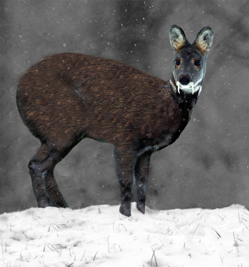 Siberian musk deer (Moschus moschiferus); DISPLAY FULL IMAGE.