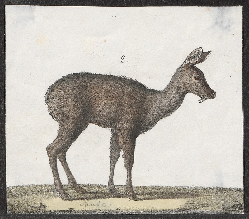 Siberian musk deer (Moschus moschiferus); DISPLAY FULL IMAGE.