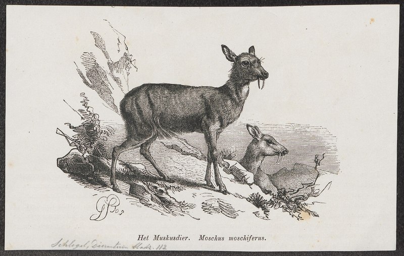 Siberian musk deer (Moschus moschiferus); DISPLAY FULL IMAGE.