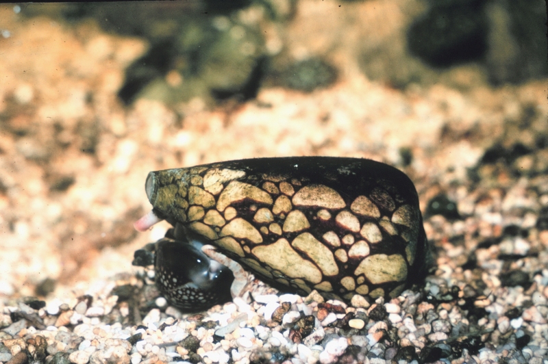 Cone shell, Conus marmoreus, feeding on cowrie, Monetaria caputserpensis; DISPLAY FULL IMAGE.