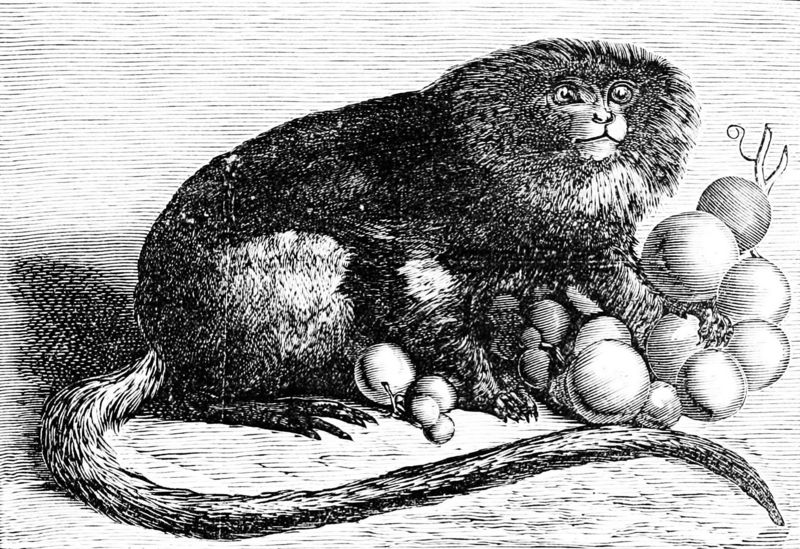Pygmy marmoset (Cebuella pygmaea); DISPLAY FULL IMAGE.