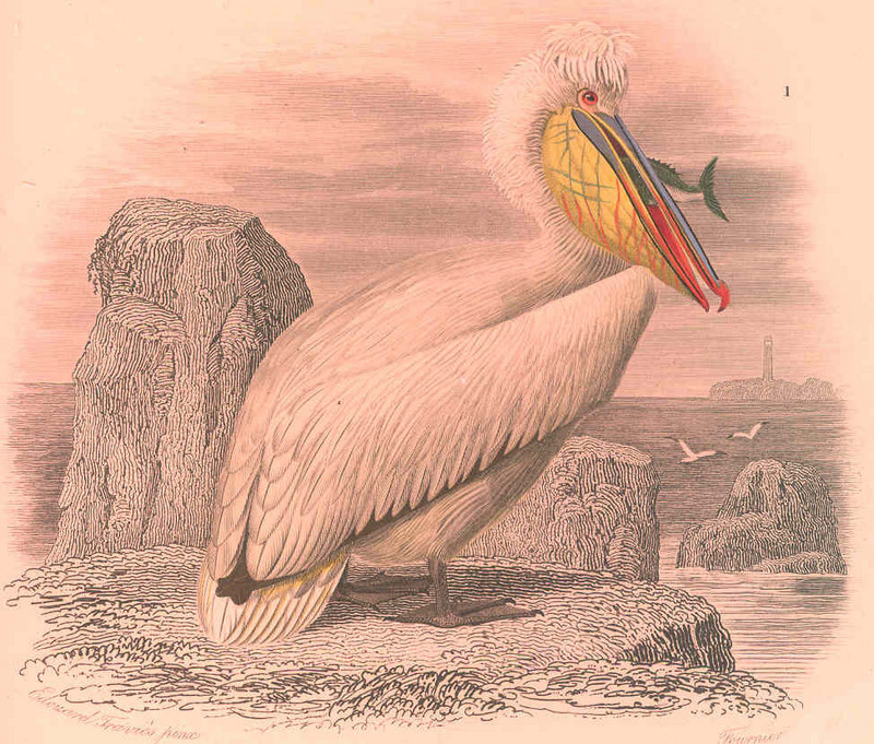 Dalmatian pelican (Pelecanus crispus); DISPLAY FULL IMAGE.