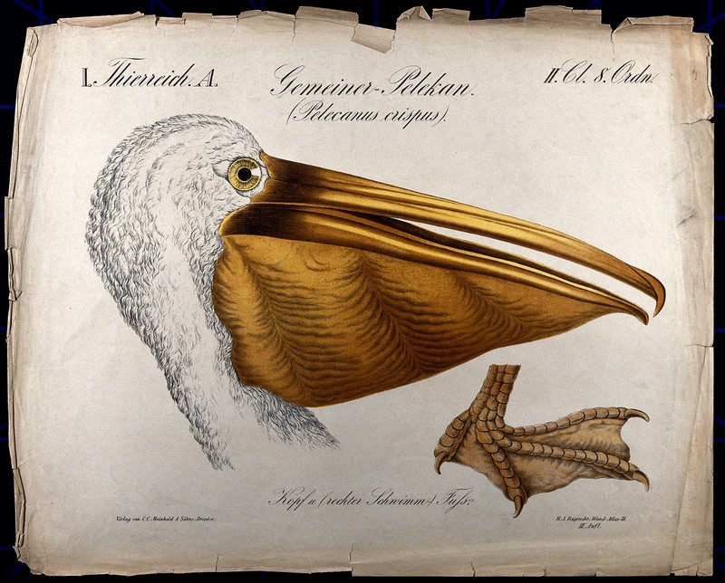 Dalmatian pelican (Pelecanus crispus); DISPLAY FULL IMAGE.