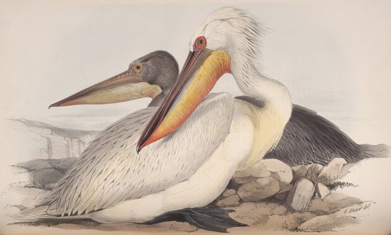 Dalmatian pelican (Pelecanus crispus); DISPLAY FULL IMAGE.