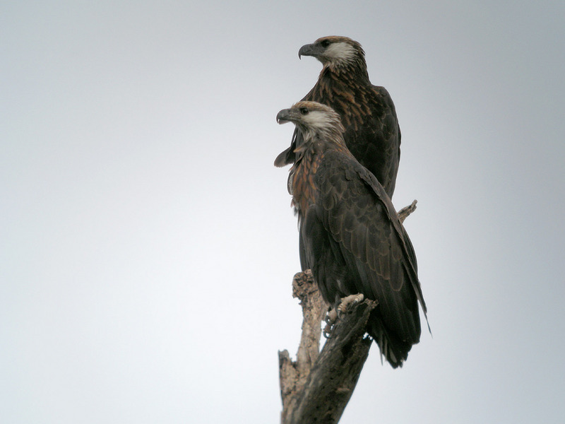 Madagascan fish eagle (Haliaeetus vociferoides); DISPLAY FULL IMAGE.