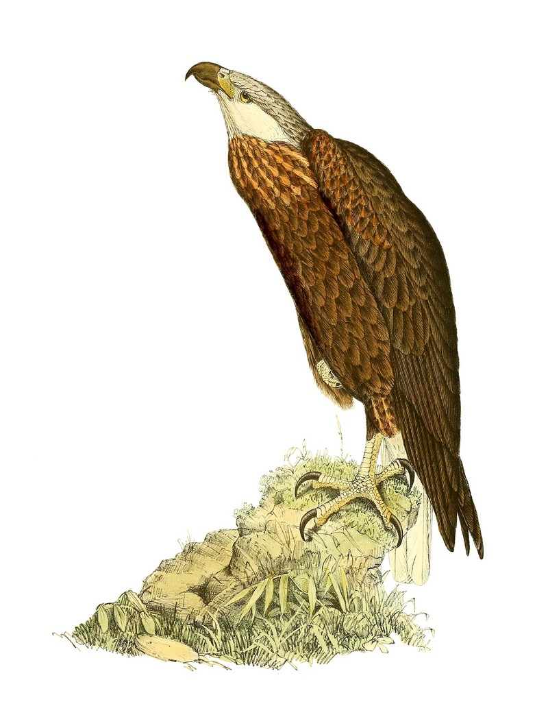 Madagascan fish eagle (Haliaeetus vociferoides); DISPLAY FULL IMAGE.