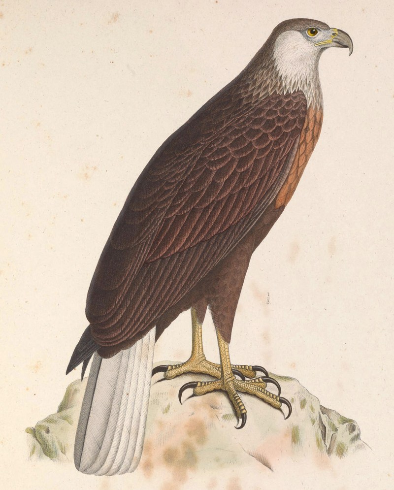 Madagascan fish eagle (Haliaeetus vociferoides); DISPLAY FULL IMAGE.