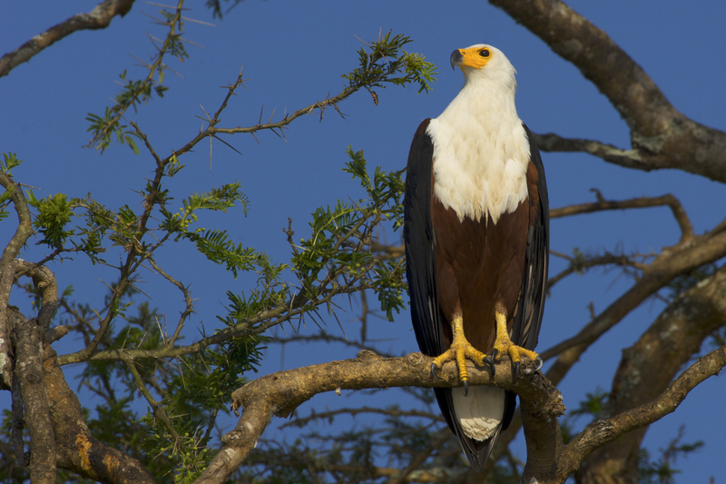 African fish eagle (Haliaeetus vocifer); DISPLAY FULL IMAGE.