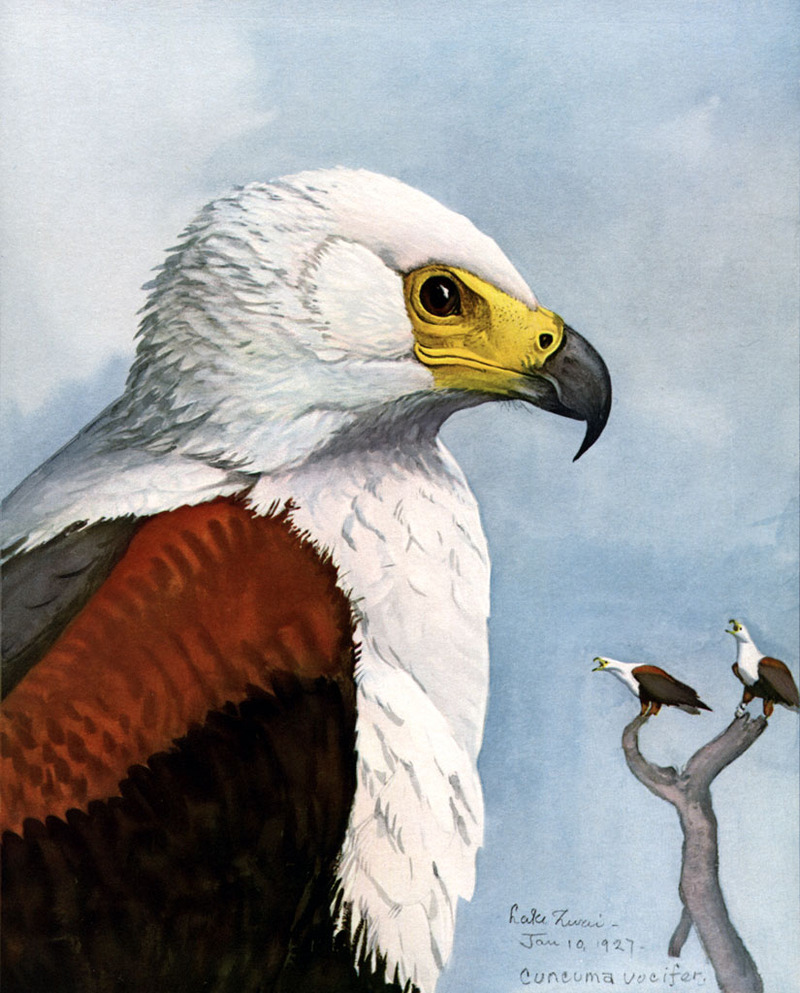 African fish eagle (Haliaeetus vocifer); DISPLAY FULL IMAGE.